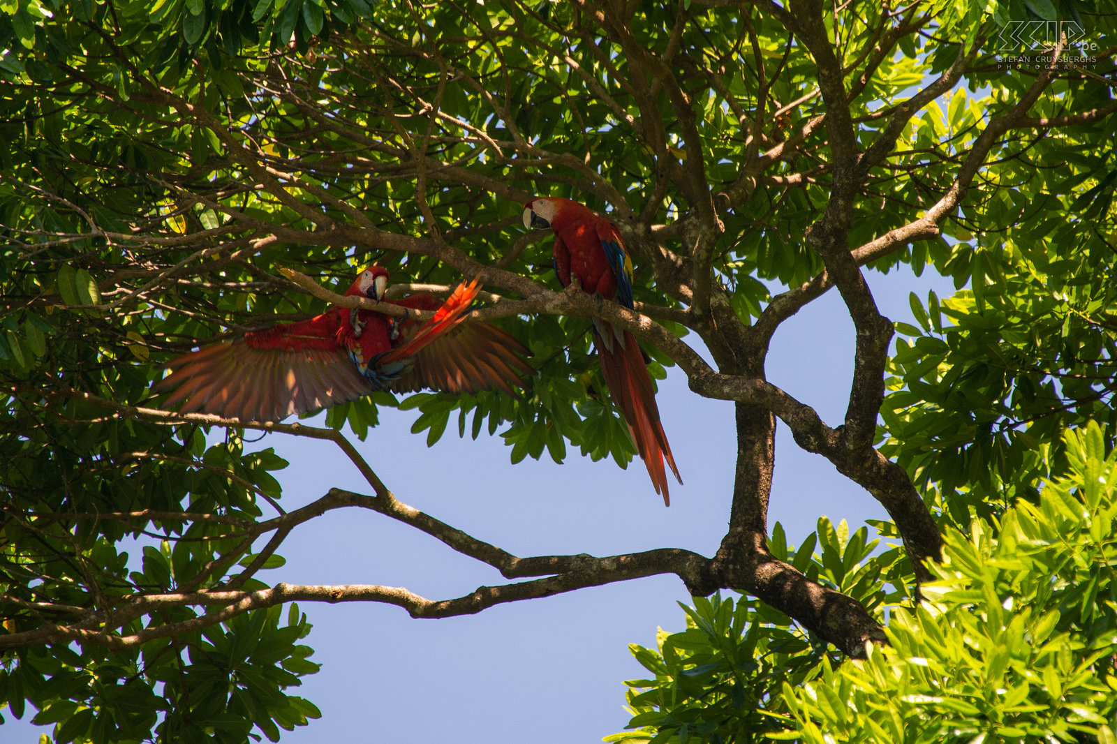 Bahia Drake - Las Calletas - Geelvleugelara's Een koppel van wondermooie geelvleugelara's (scarlet macaw, ara macao) aan onze lodge Las Calletas in Bahia Drake. Stefan Cruysberghs